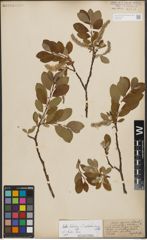 Foto von Salix helvetica Vill. x Salix waldsteiniana Willd.